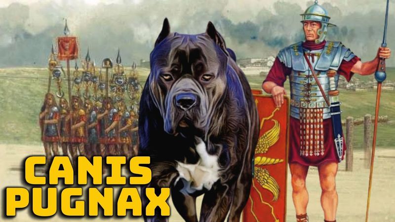Ancient Roman Warriors