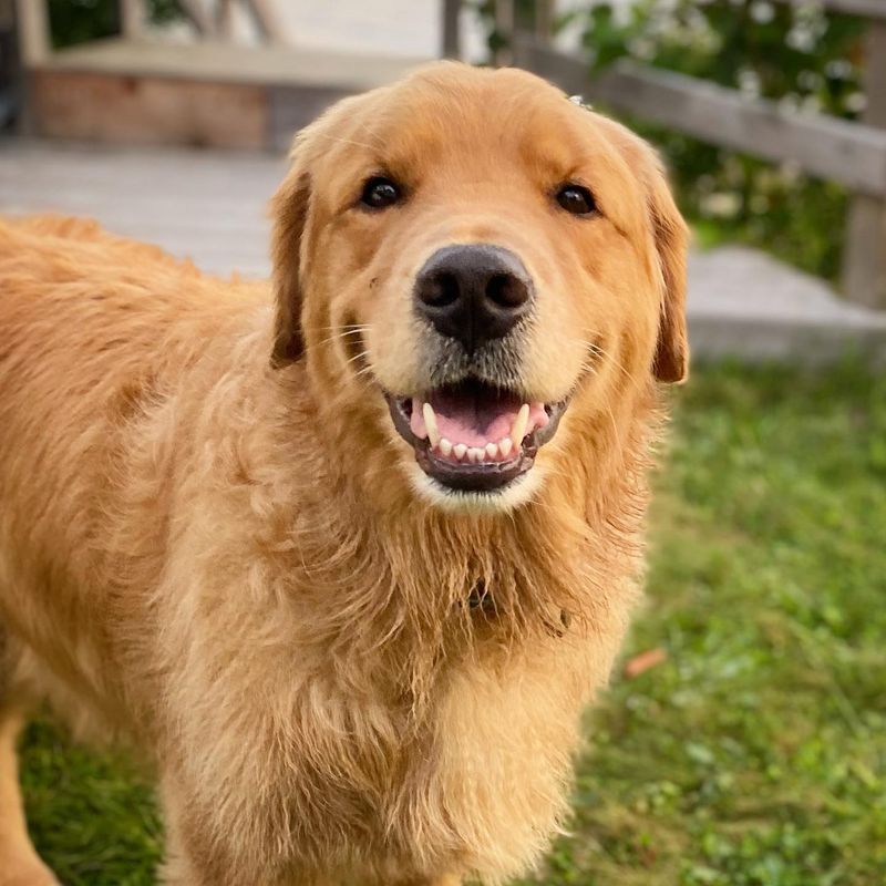 Golden Retriever