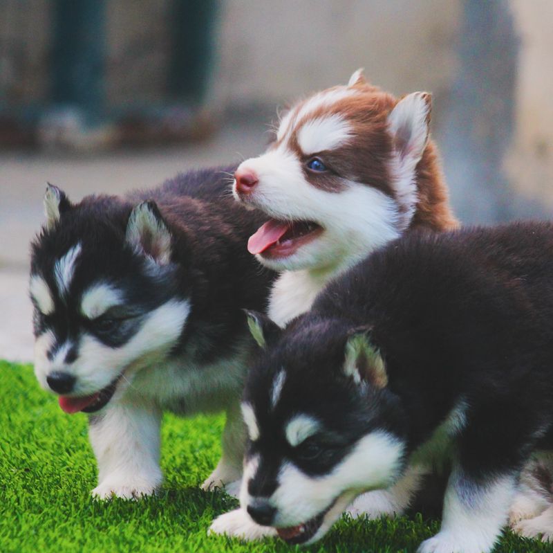Siberian Husky