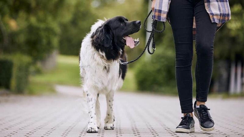 Loose Leash Training