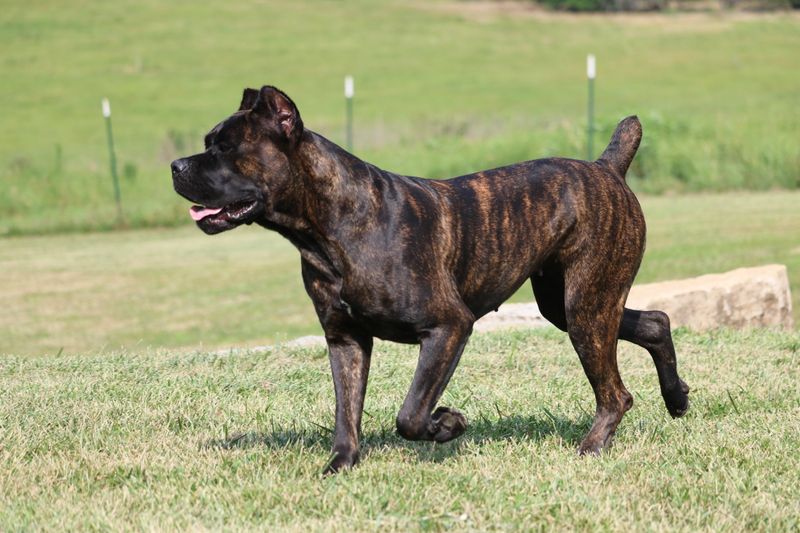 Versatile Working Dogs