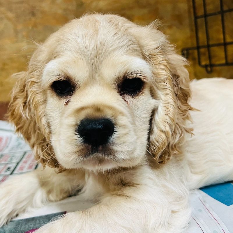Curious Cocker Spaniel