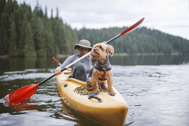 Shared Adventures