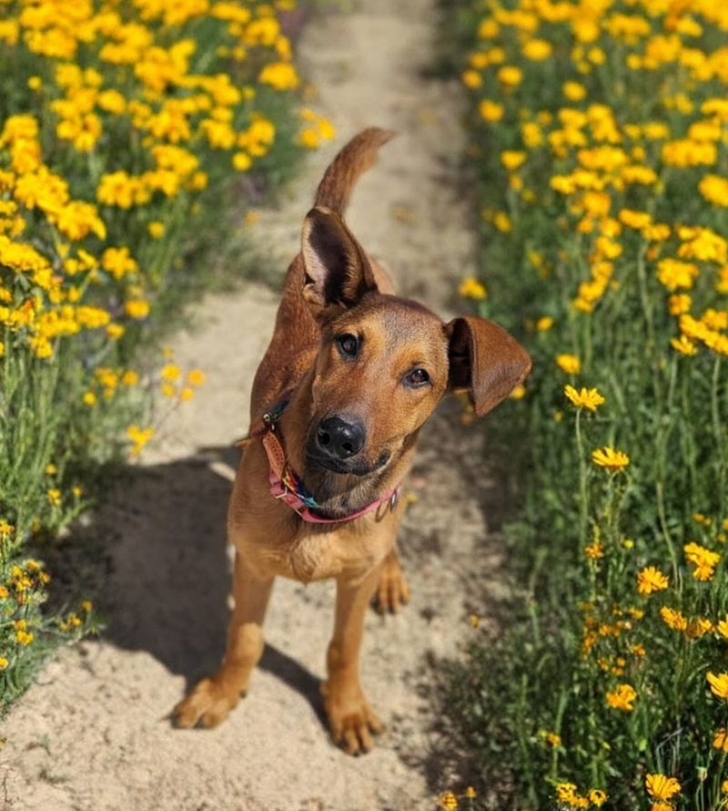 Curious Exploration