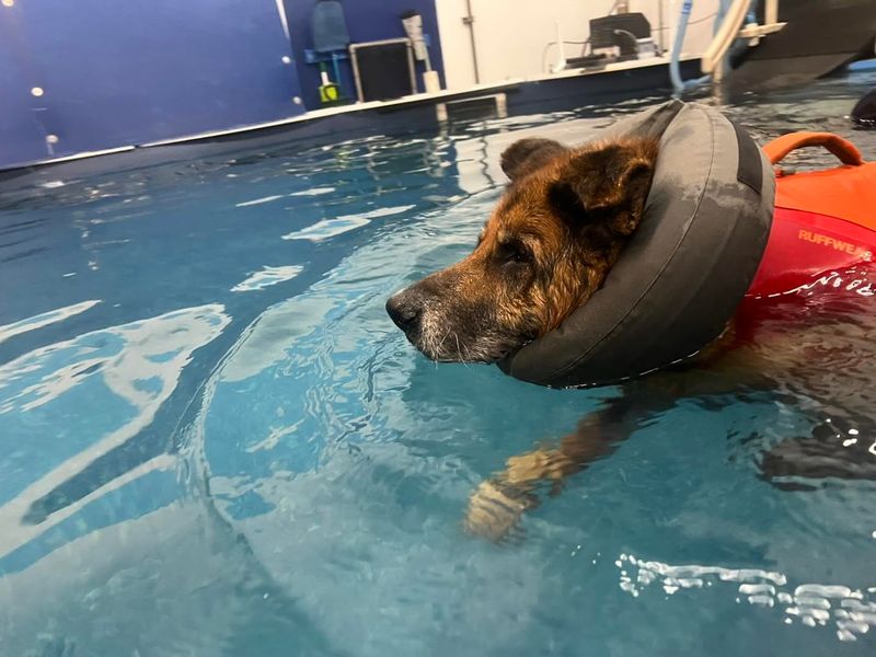 Swimming Sessions