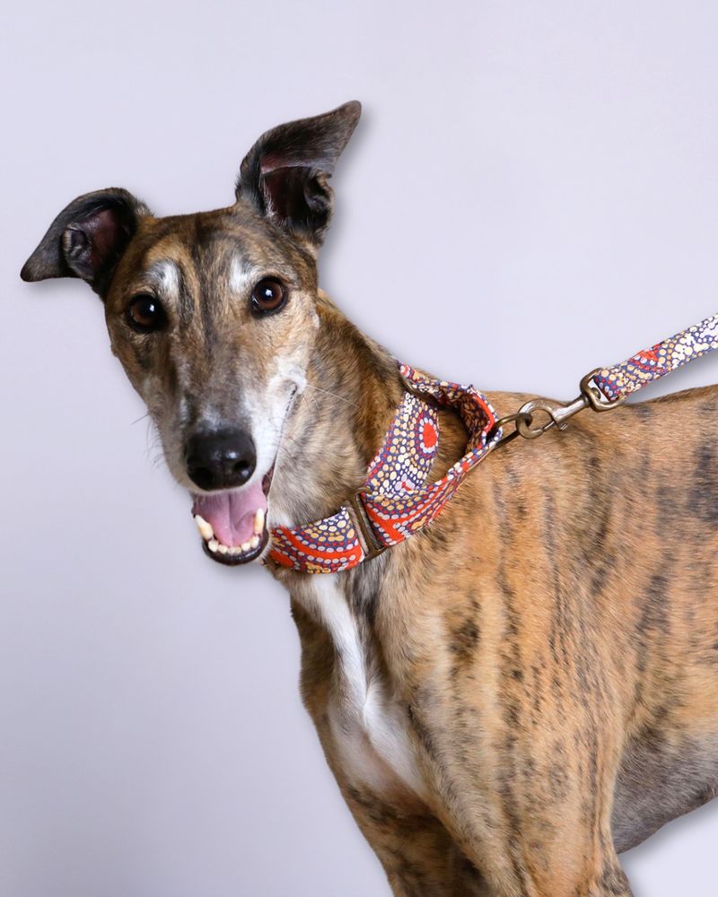 Greyhound