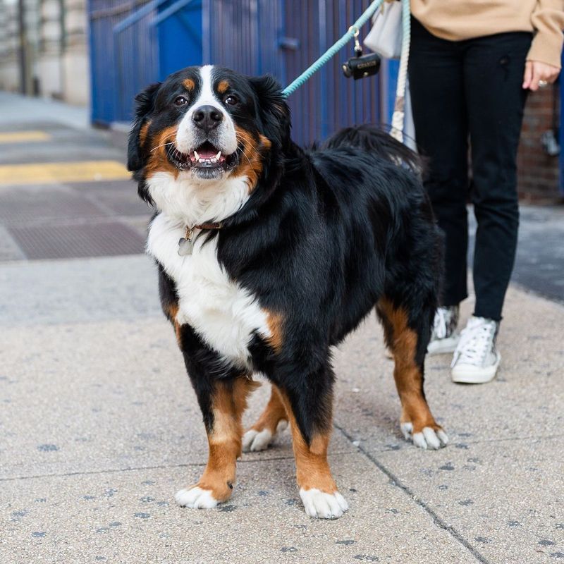Bernese Mountain Dog