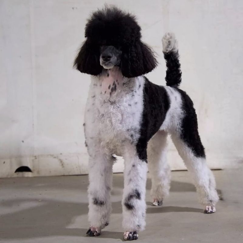Poodle
