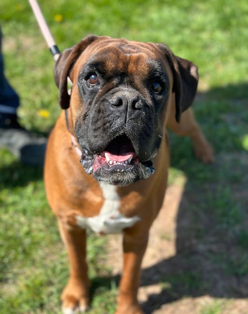 Boxer