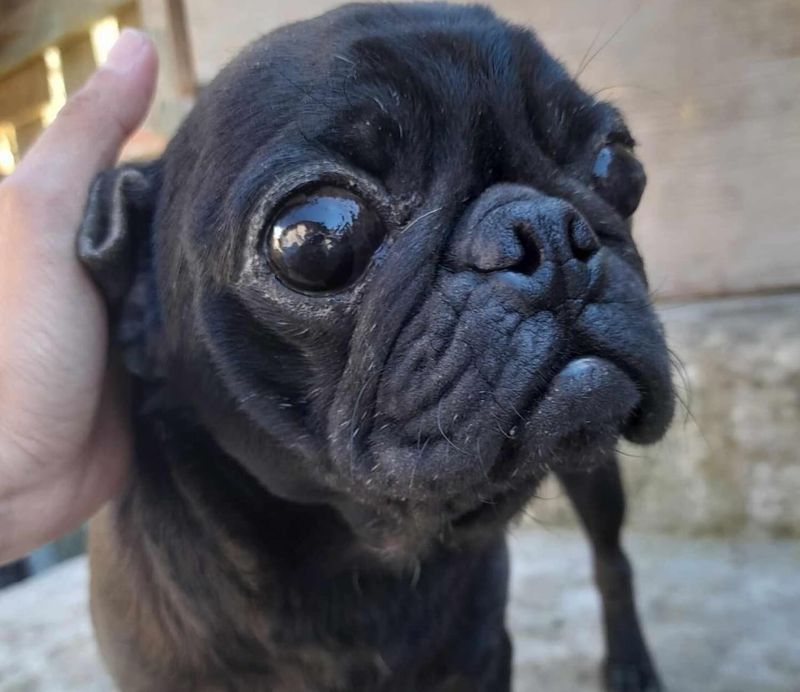 Pug