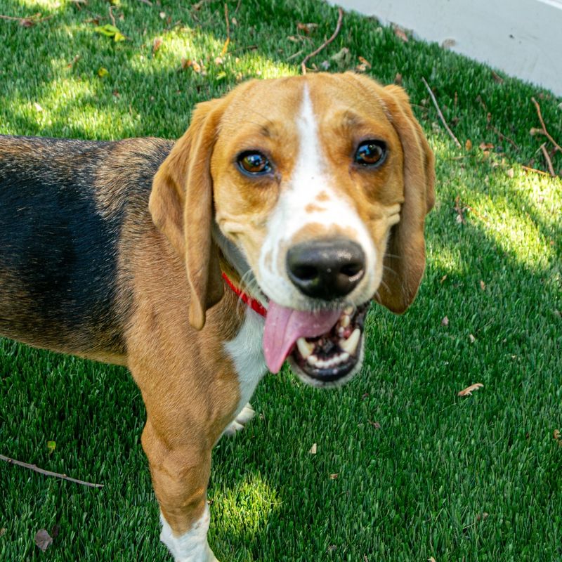 Beagle
