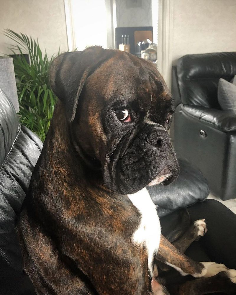 Boxer