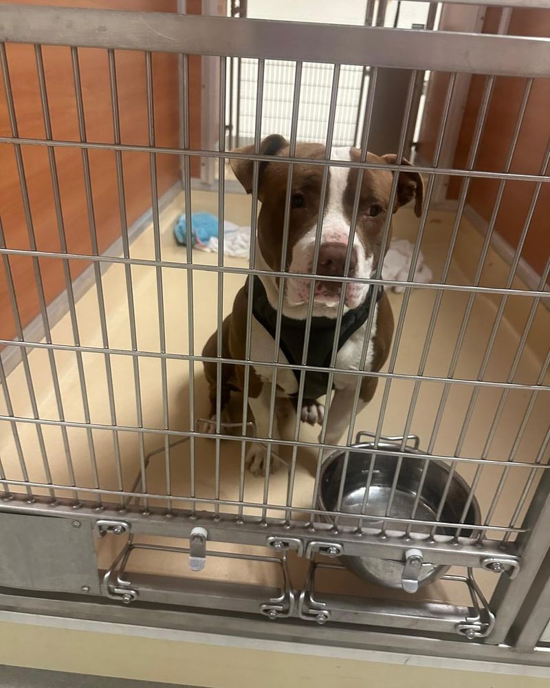 Pit Bull Terrier