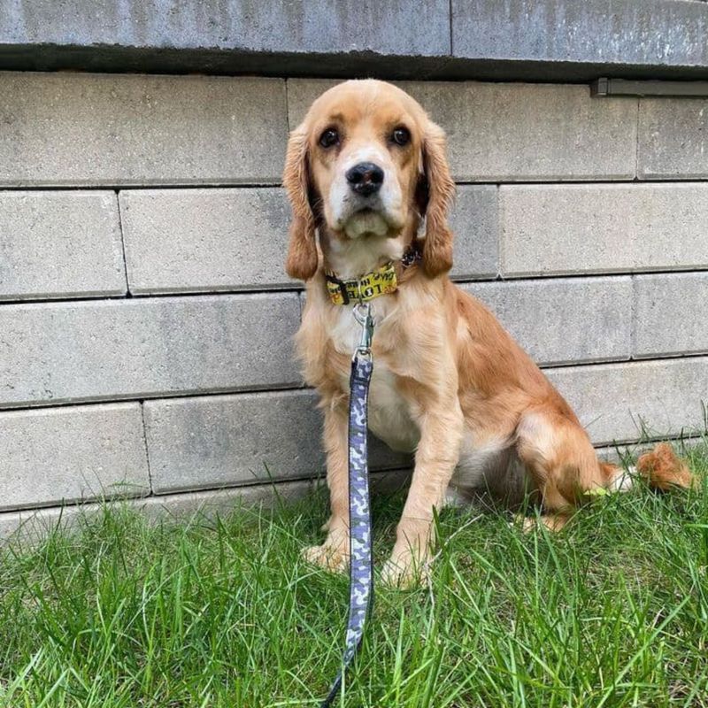 Cocker Spaniel