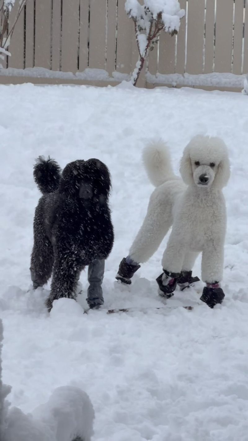 Poodle