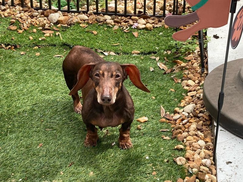 Dachshund