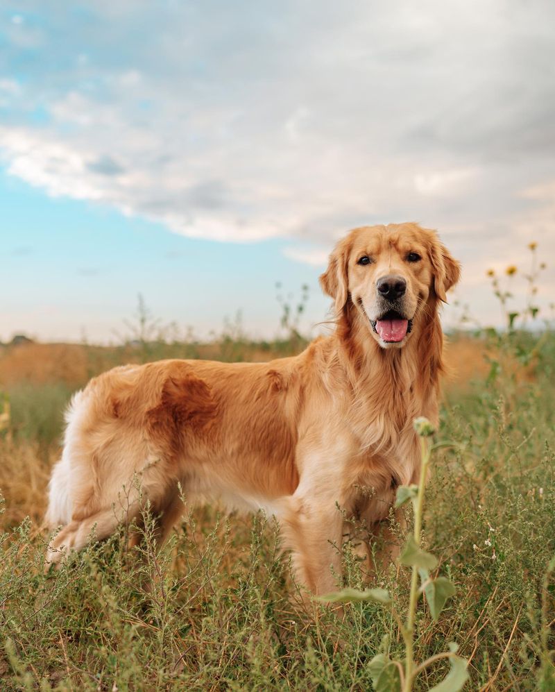 Golden Retriever