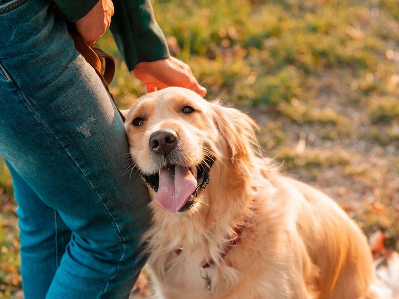 Golden Retriever