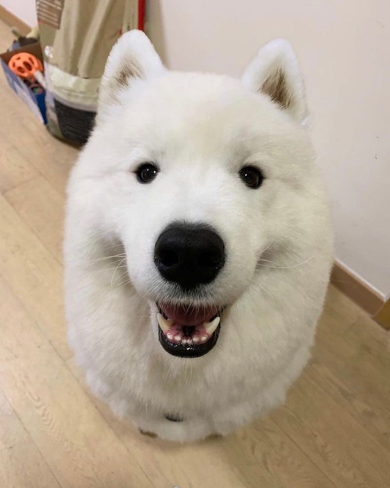 Samoyed
