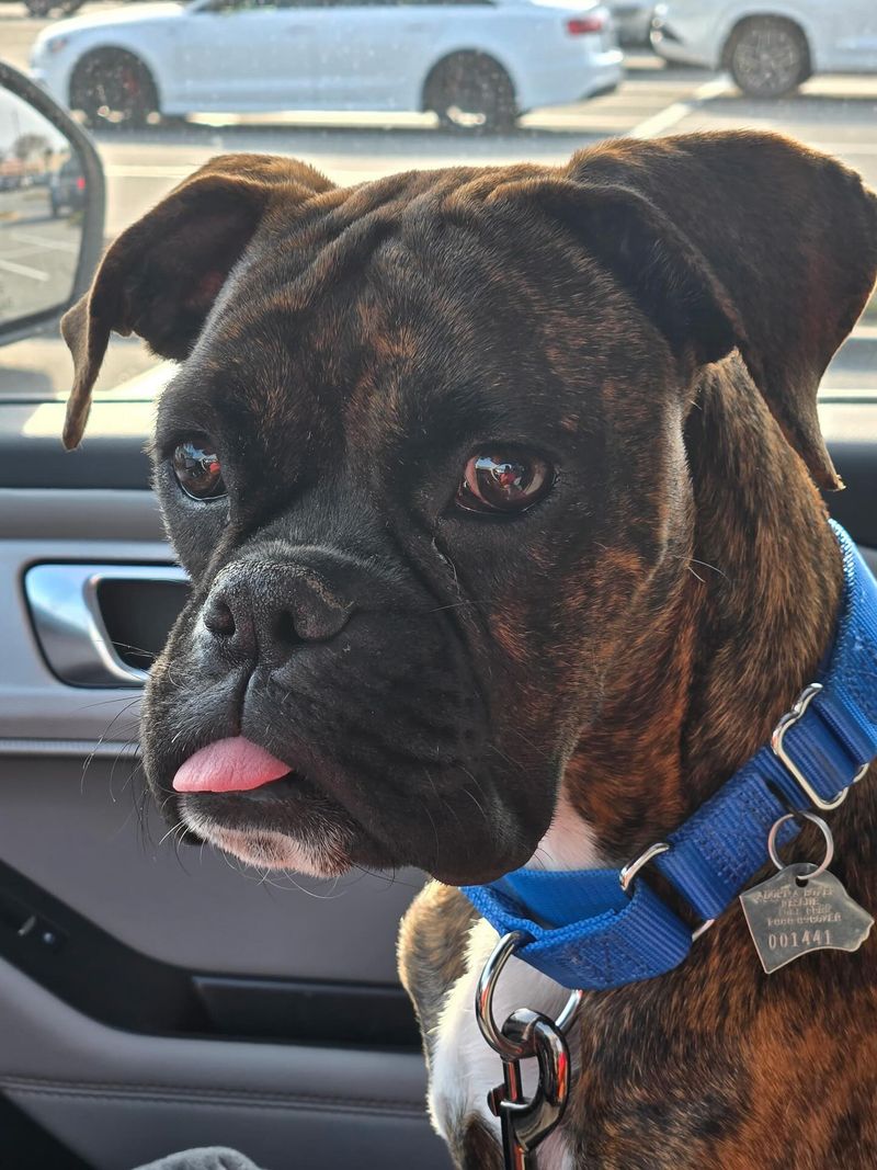 Boxer