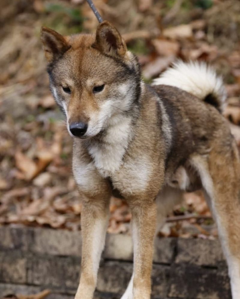 Shikoku Dog