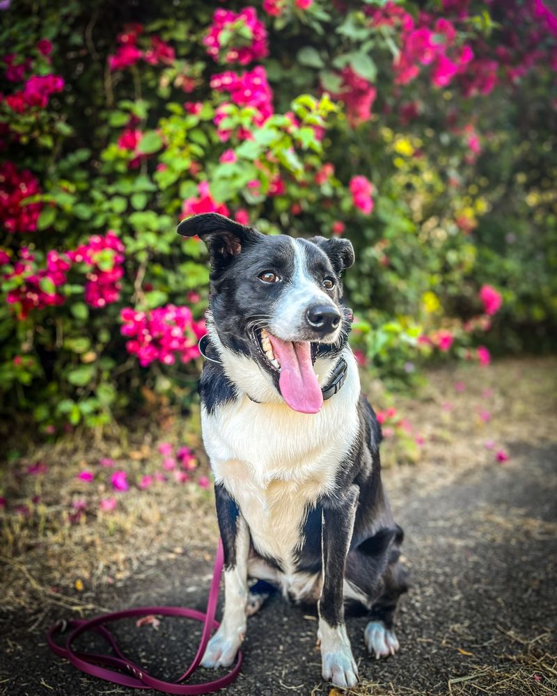 Border Collie