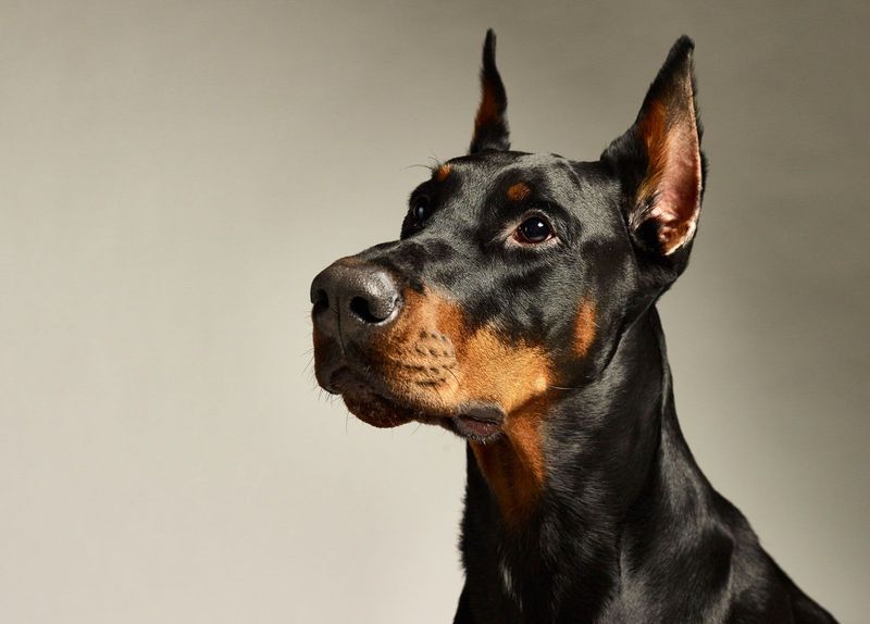 Doberman Pinscher