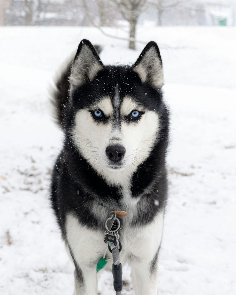 Siberian Husky