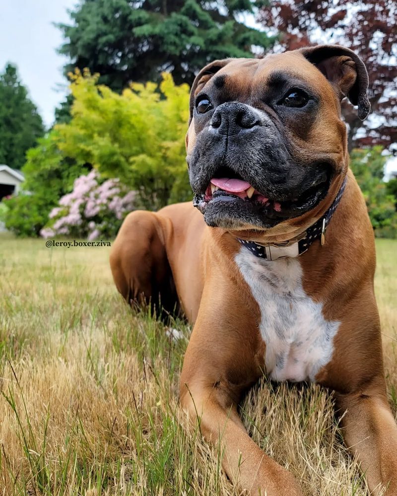 Boxer