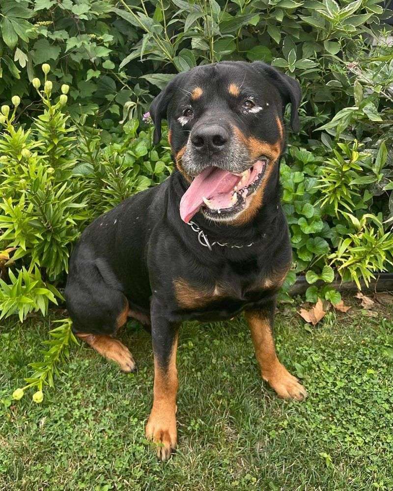 Rottweiler