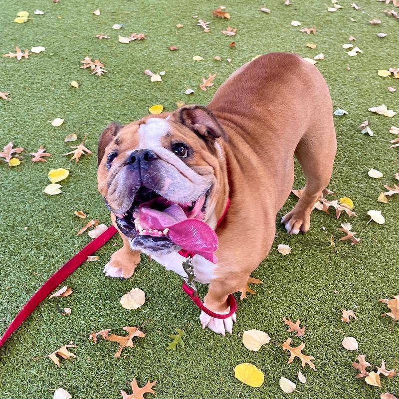 Bulldog