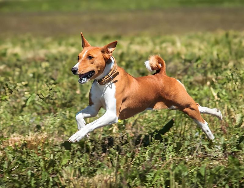Basenji