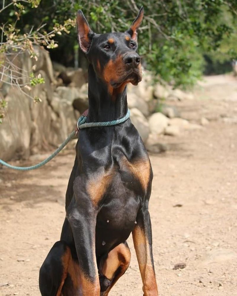 Doberman Pinscher