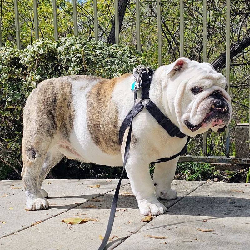 Bulldog