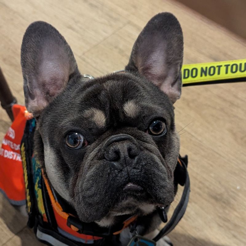 French Bulldog