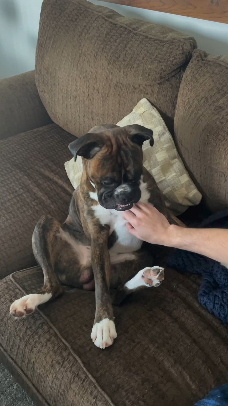 Boxer
