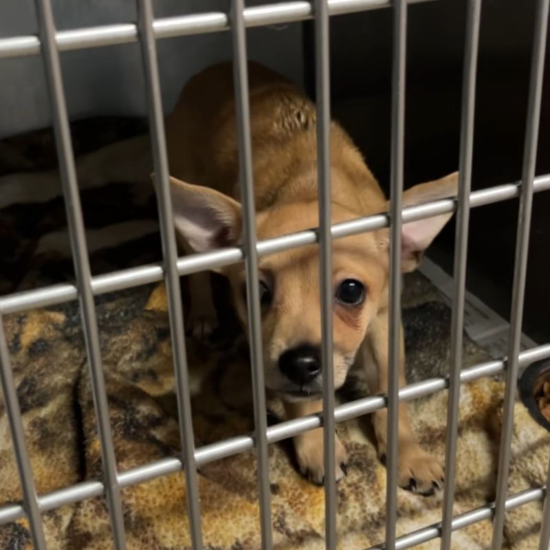 Chihuahua
