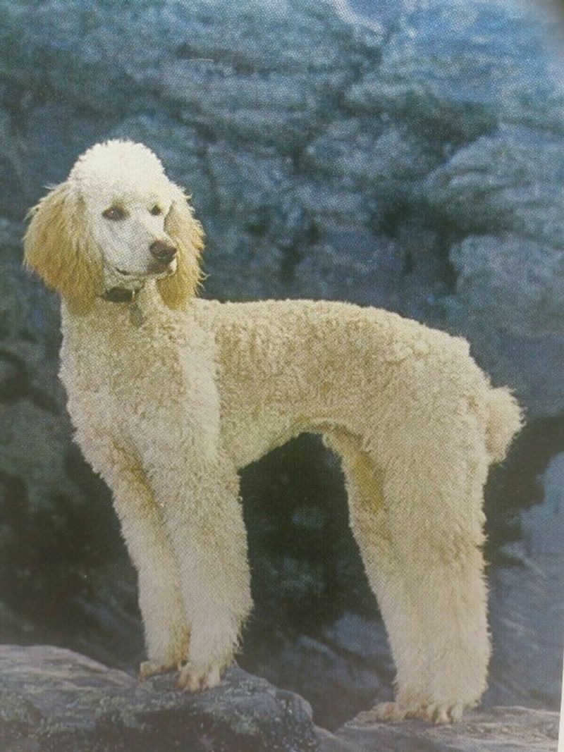 Poodle