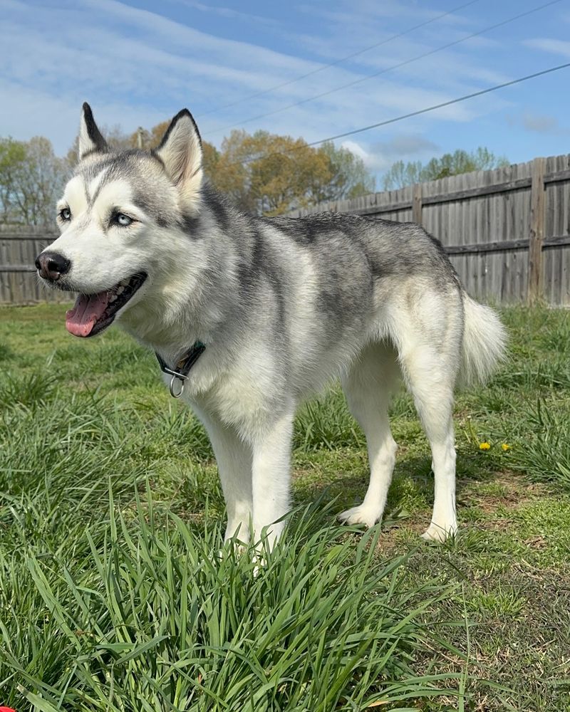 Siberian Husky