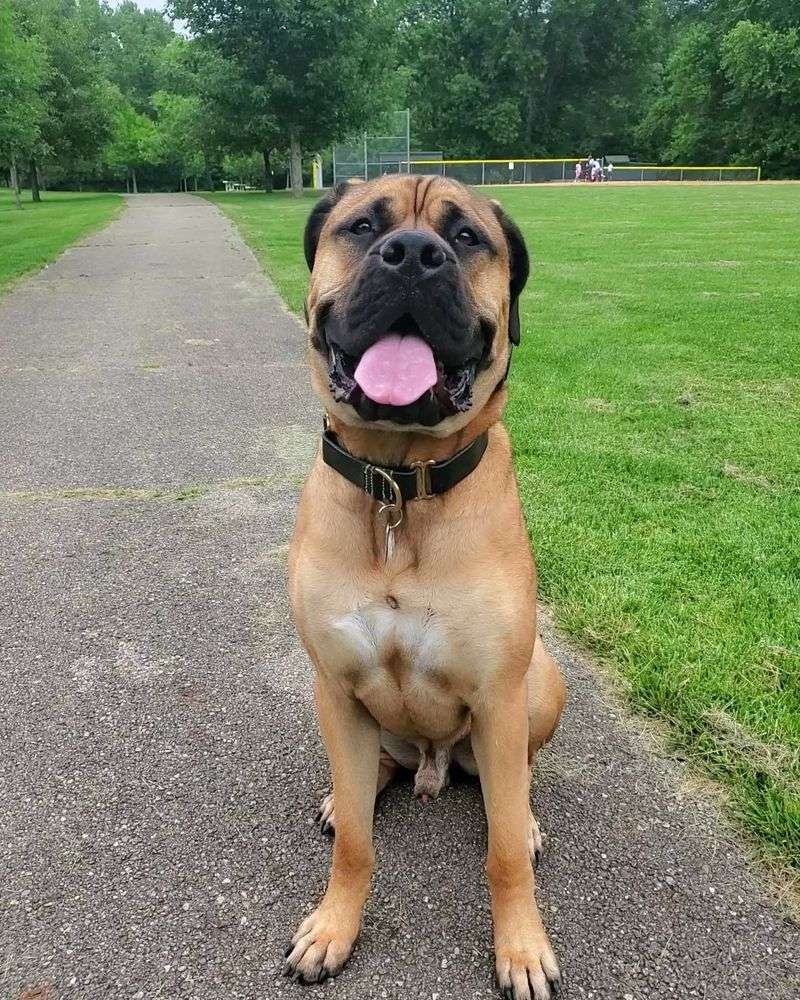 Bullmastiff