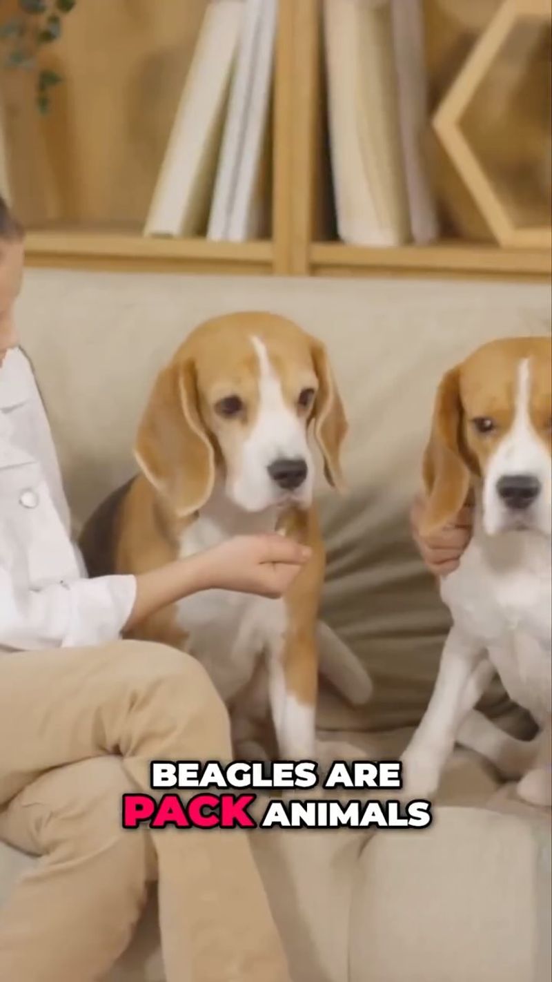 Beagle