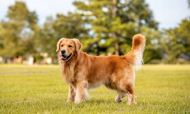 Golden Retriever