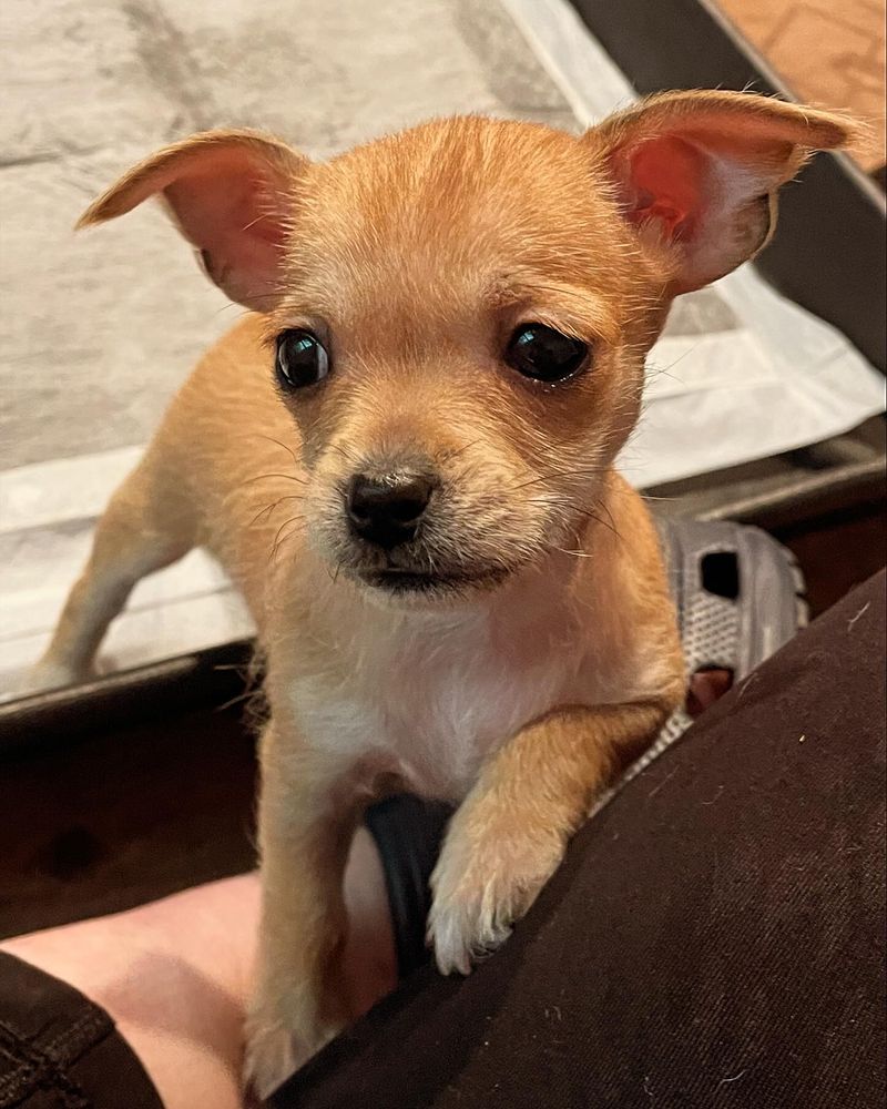 Chihuahua