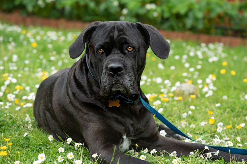 Cane Corso
