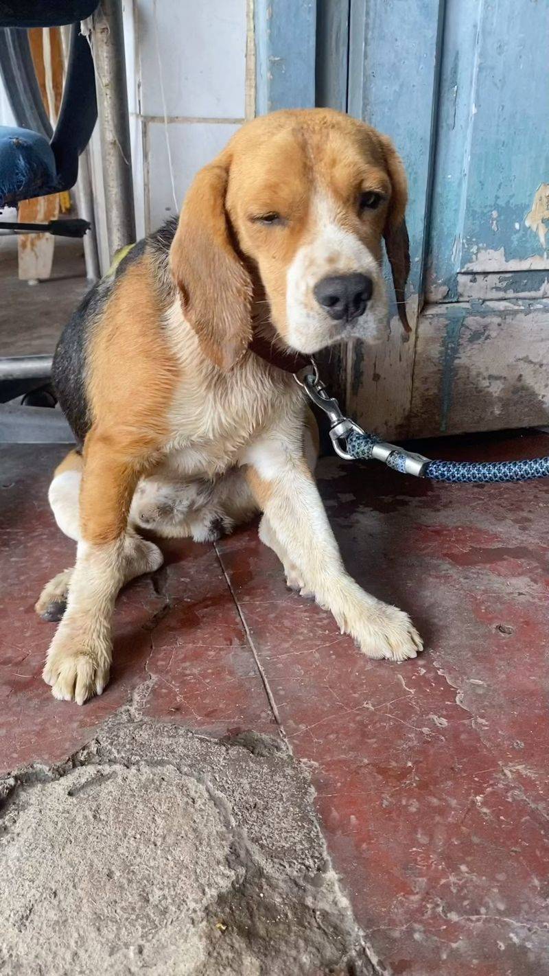 Beagle