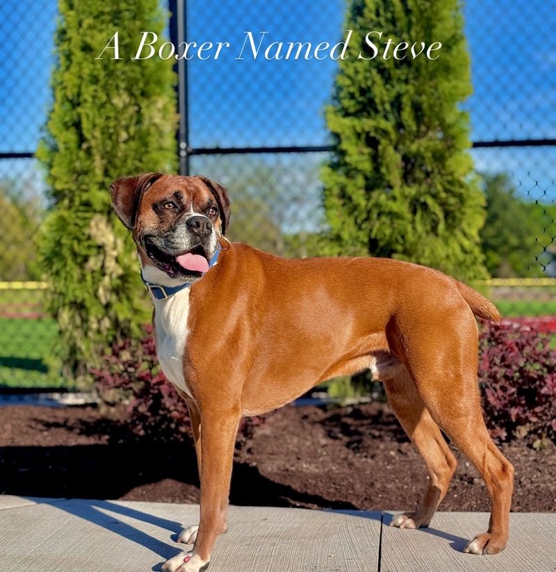 Boxer