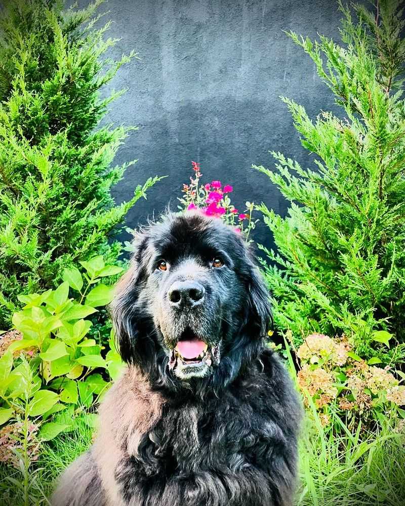 Newfoundland