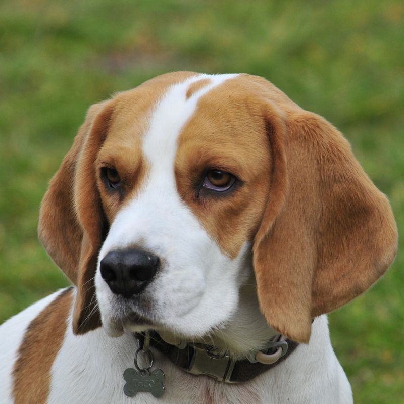 Beagle