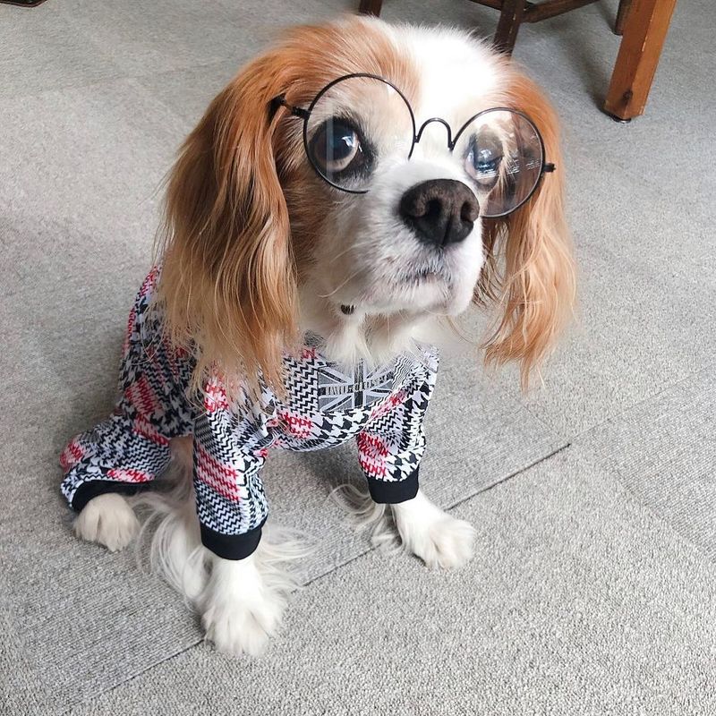 Cavalier King Charles Spaniel
