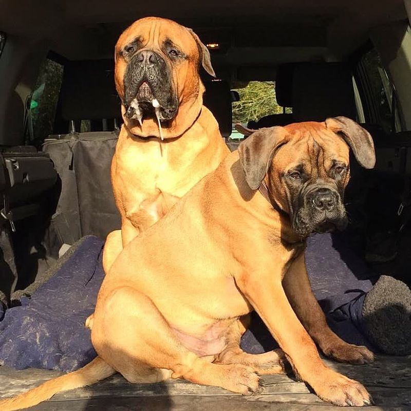 Bullmastiff